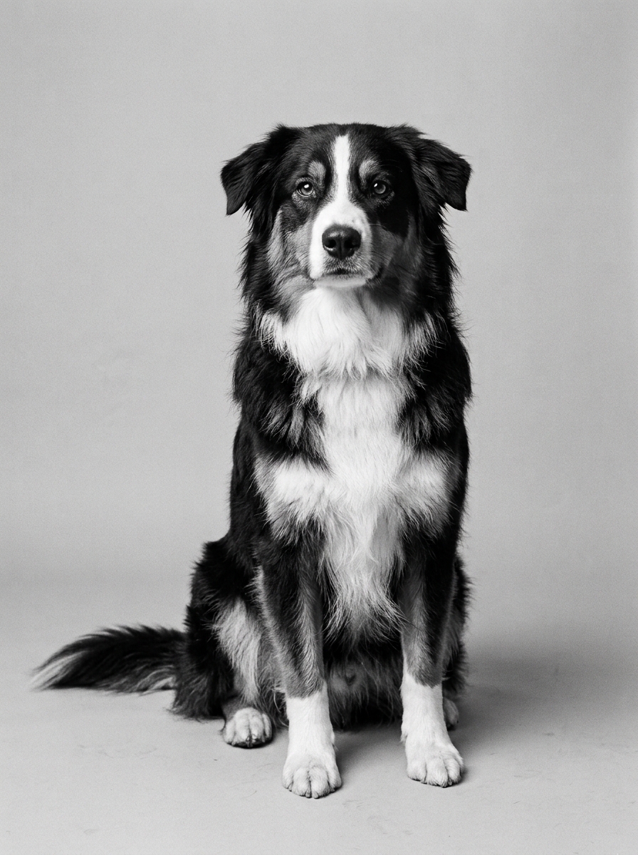 Australian Shepherd sitzt aufmerksam, Schwarzweißaufnahme vor hellem Hintergrund
